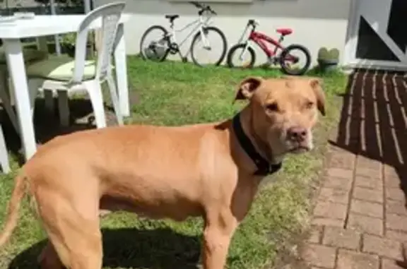 Chien perdu , photo : Pitbull femelle perdue à Pontvallain