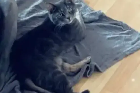 Animaux perdus Épinal, photo: Chat gris mâle perdu avec collier bleu-vert