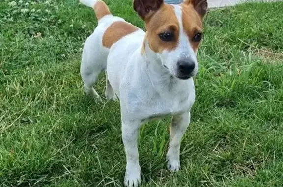 Jeune Jack Russel trouvée à Chelles - photo