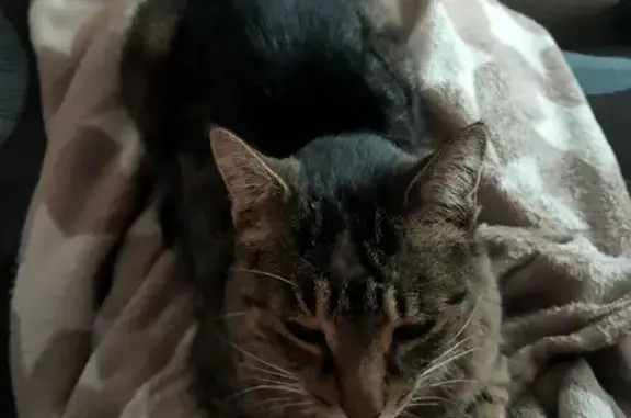 Chat perdu, Chemin de Lastourelles, Pamiers - photo