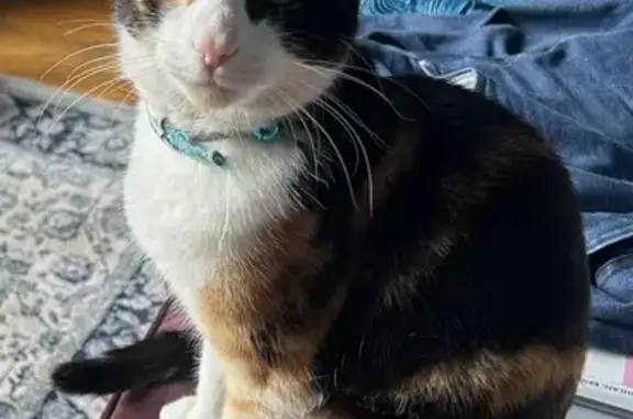 Missing cat , photo: Missing 2-Year-Old Tortoiseshell Cat in Merri-Bek