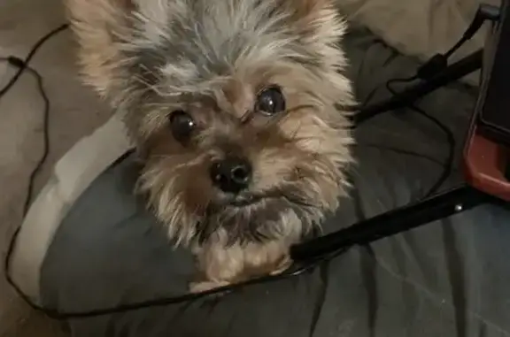 Lost Yorkshire Terrier on Darien Ave, Columbus