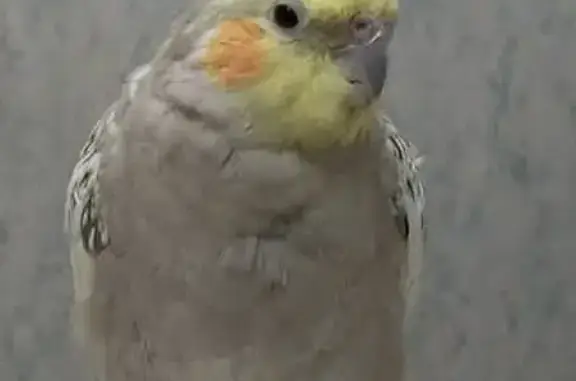 Lost Cockatiel in Campsie - Help Find Him!