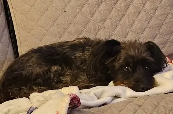 Missing Yorkiepooh: Black/Tan Male in Toledo