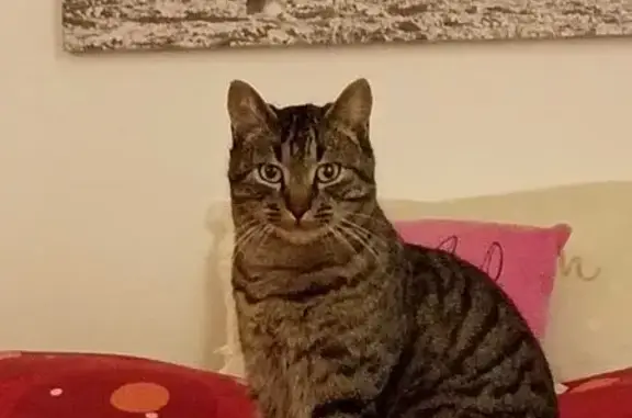 Animaux perdus Lamotte-Beuvron, photo: Chat perdu : Tigrou, 4 ans, rue des Joncs
