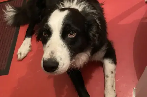 Chien trouvé , photo: Border Collie femelle trouvée à Moutier-Rozeille