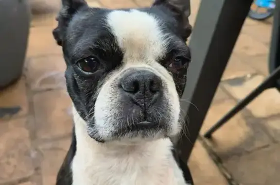 Lost Boston Terrier: Black & White, Pretoria