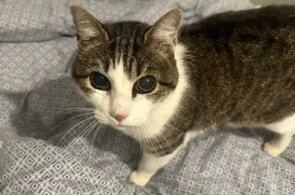 Chat perdu, Bourbriac, photo: Chatte tigrée et blanche perdue à Bourbriac