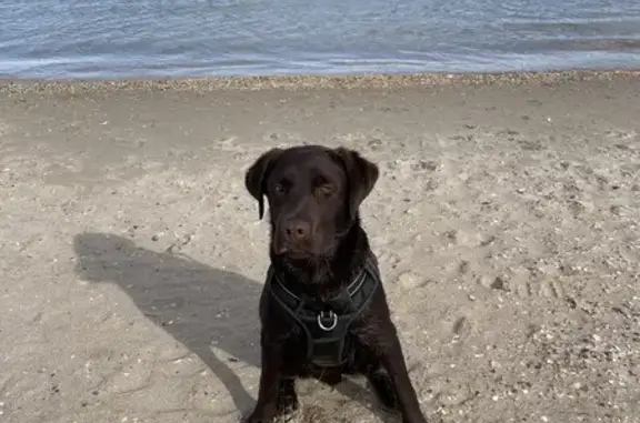 Chien perdu , photo : Labrador chocolat perdu à Liginiac