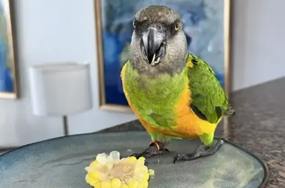 Lost Senegal Parrot in Sylvania Waters