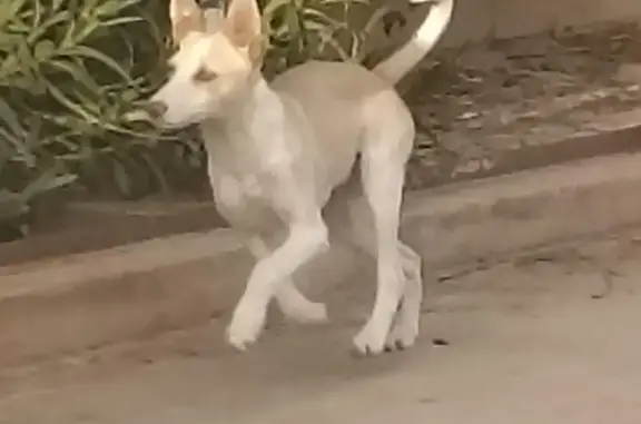 Perro Perdido: Podenquita Blanca en Montroy