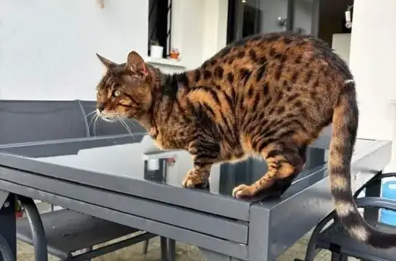 Animaux perdus , photo: Chat Bengal mâle perdu à Labarthe-Inard
