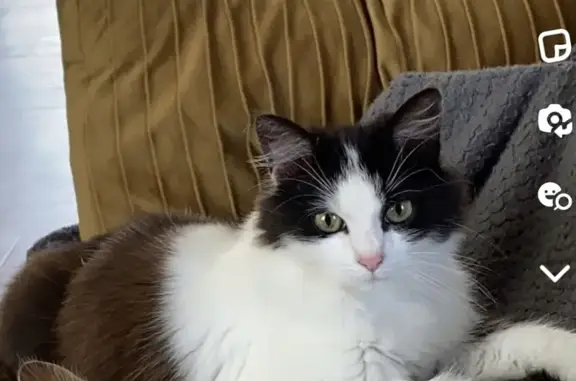 Chat Noir et Blanc Disparu à Marcillé-la-Ville - photo