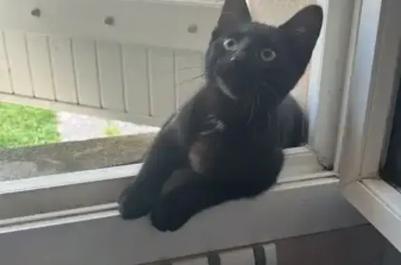 Chat trouvé , photo: Chaton noir trouvé à Cloyes-les-Trois-Rivières