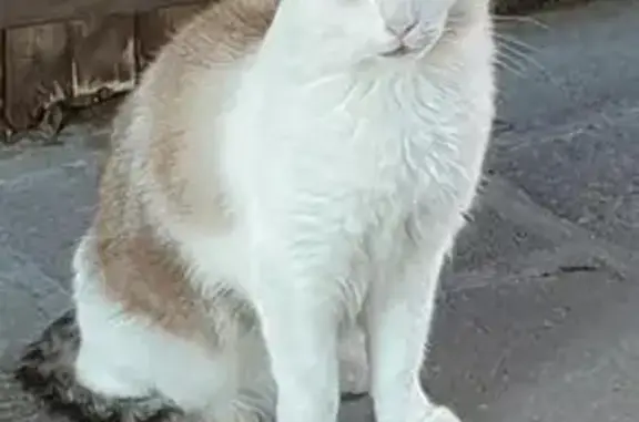 Animaux perdus , photo: Chat perdu à Murol : blanc, crème et gris