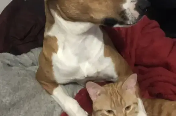 Chat perdu, Rouillac, photo: Chat roux non castré perdu à Rouillac