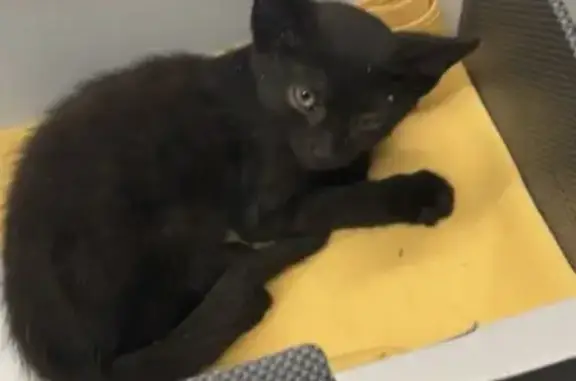 Chaton noir blessé trouvé à Gattières - photo