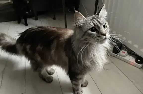 Missing 2-Yr-Old Female Maine Coon in Trerochy