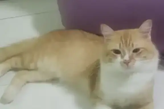 Lost Orange & White Cat in Jurong West