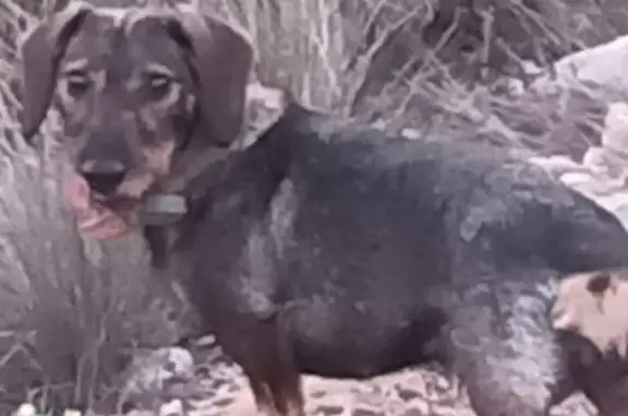 ¡Perro Perdido! Busca a Pepa, Teckel de Pelo Duro