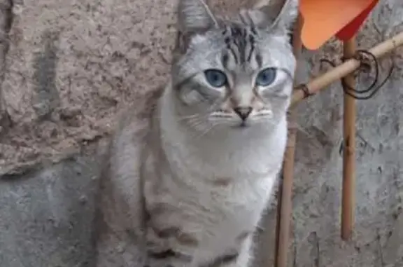 Chat perdu, Nancy, photo: Chat mâle perdu, craintif, rue Palissot