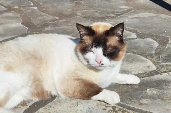 Chat mâle non castré trouvé à Rosny-sur-Seine - photo