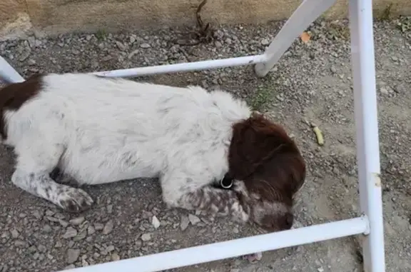 Chien perdu , photo : Chienne Springer croisée perdue au Magny