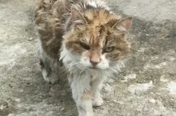 Chat(te) trouvé(e) après l'orage à Nancy - photo