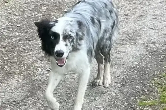 Chien perdu Erdeven, photo : Border Collie Bleu Merle Perdu à Erdeven