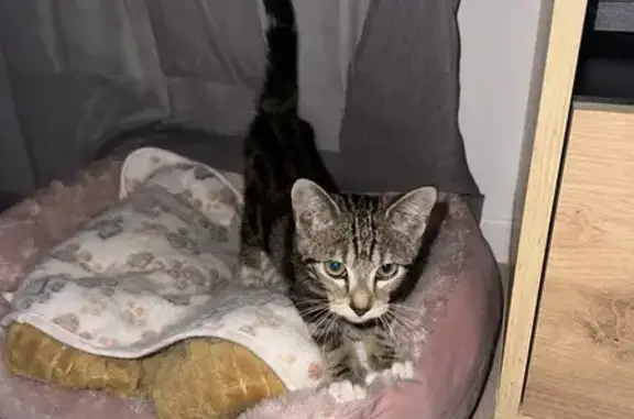 Chat tigré trouvé dans moteur à Franconville - photo