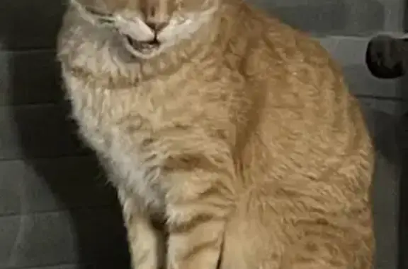 Chat perdu, , photo: Chat adulte perdu, Mosnac, Route de Chez Grelaud