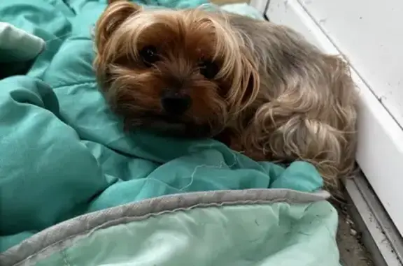 Chienne York trouvée à Pouyastruc 31 juillet - photo