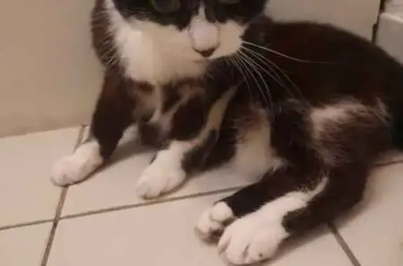 Chat trouvé à Place René Bouhier, Nantes - photo