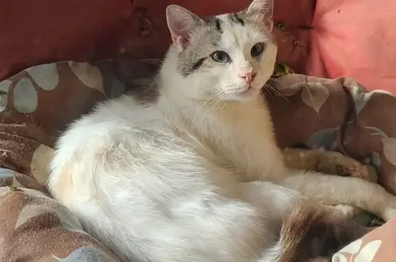 Chat craintif trouvé avec collier marron à Bavilliers - photo
