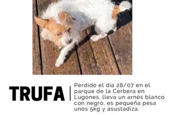 Perro Perdido en Lugones: Blanco y Marrón