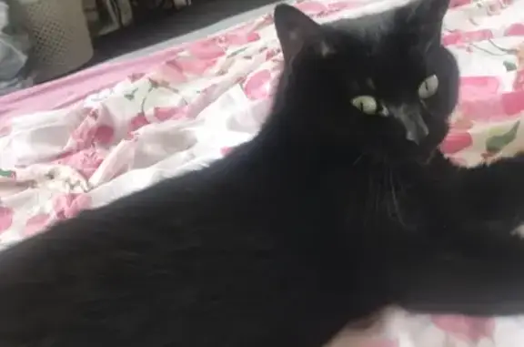 Chat perdu, Panazol, photo: Chat noir perdu, femelle peureuse à Feytiat
