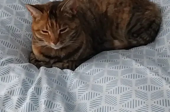 Animaux perdus Saint-Doulchard, photo: Chatte tigrée Filoute disparue à Saint-Doulchard