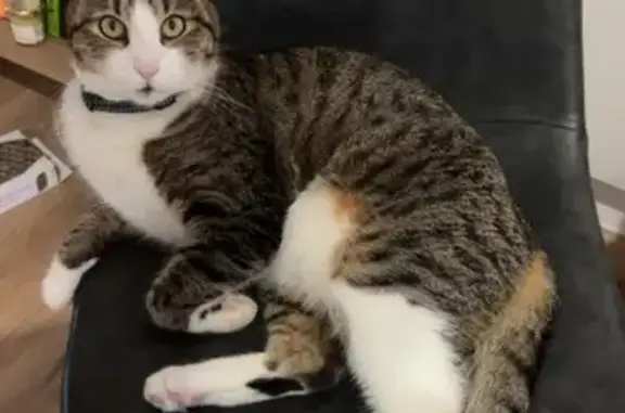 Animaux perdus Couzeix, photo: Chat perdu près de l'église à Couzeix