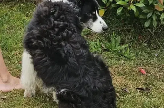 Chien perdu , photo : Chien disparu: Border collie noir et blanc, Harry, Nouvelle-Aquitaine