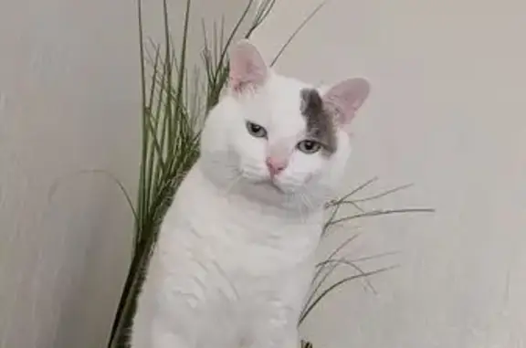 Chat perdu, Clermont-Ferrand, photo: Chat craintif de 4 ans perdu à Clermont