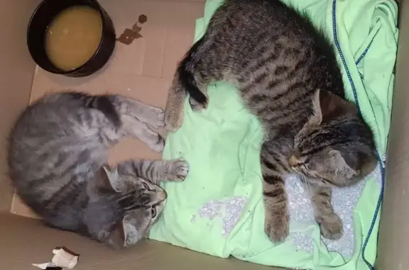 Chat tigré trouvé avec 2 chatons à Bouvron - photo