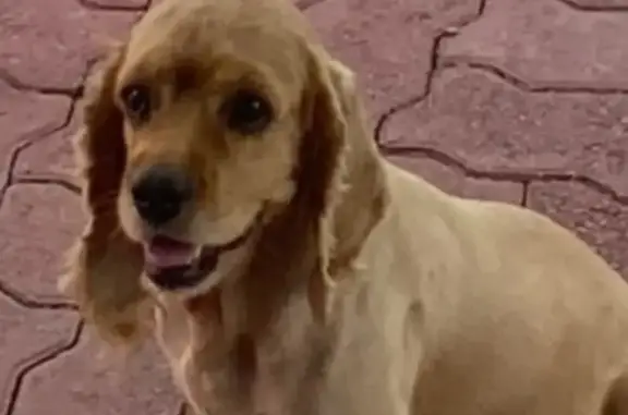 Missing Cocker Spaniel: Caramel, Cherry Eye