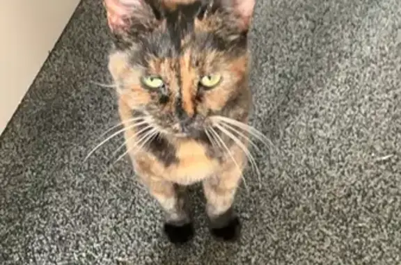 Lost Tortoiseshell Cat: Clover Hill Rd