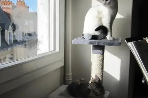 Chat mâle européen blanc/noir disparu - photo