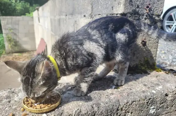 Chaton tigré trouvé avec collier jaune - photo