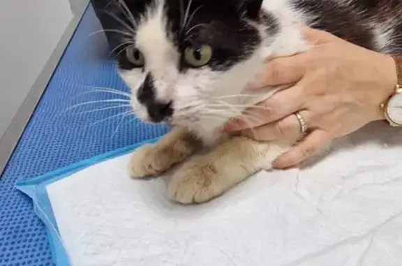 Animaux trouvés Villenave-d'Ornon, photo: Chatte noire et blanche trouvée blessée