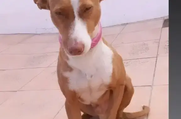 Perro Perdido: Podenco Macho 'Nemo' con Collar Rosa