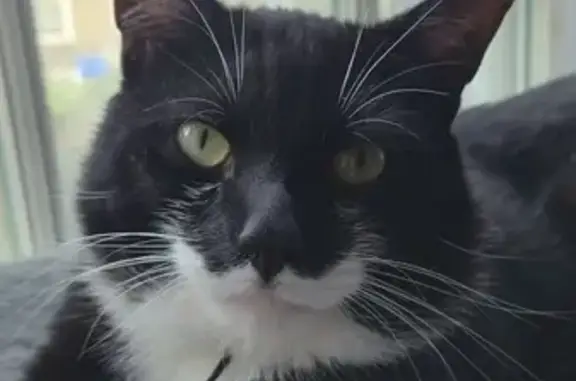 Missing Tuxedo Cat: Wickham St, 40