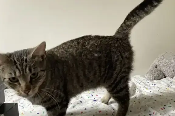Deux chats tigrés disparus à Saint-Lunaire - photo