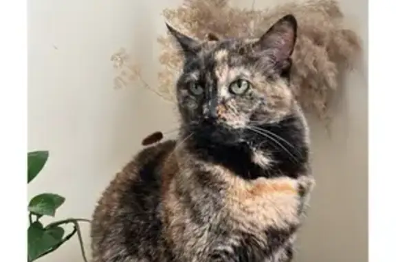 Missing 14-Yr-Old Calico Cat in Fort Collins